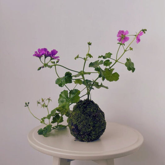 Kokedama in India