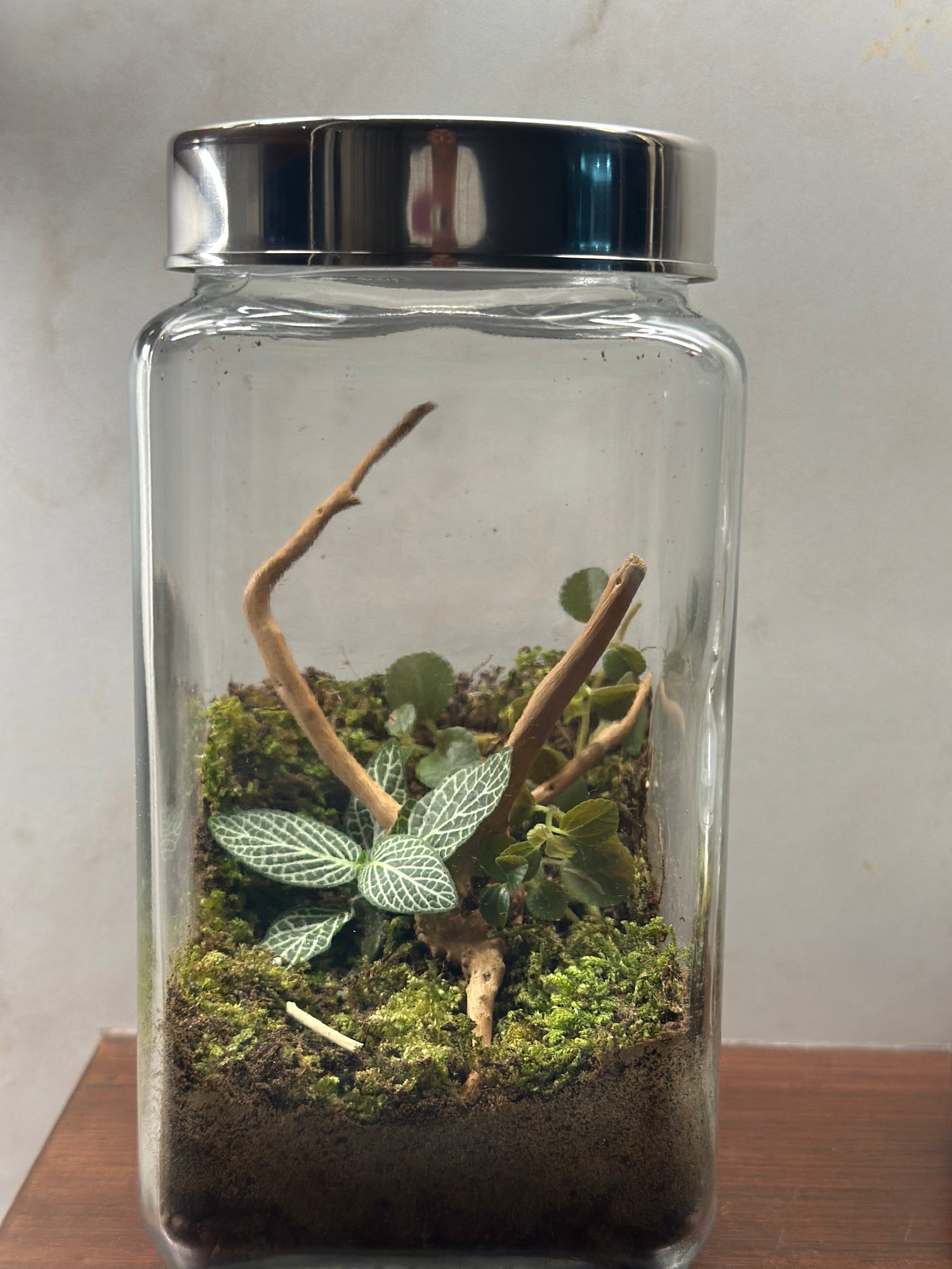 Terrariums