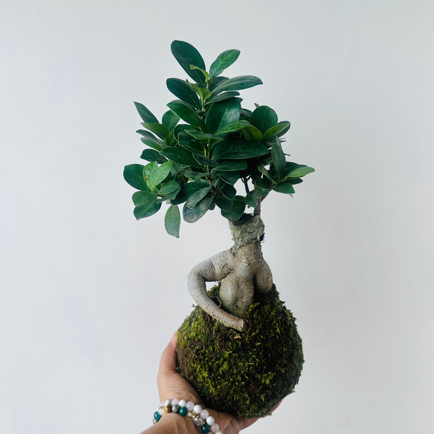 Bonsai Ficus Kokedama