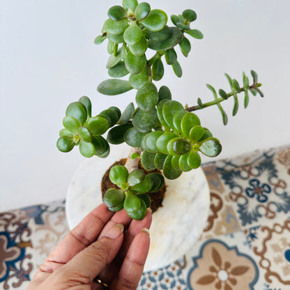 Crassula Ovata Kokedama