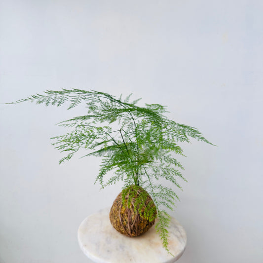 Lace Fern Kokedama