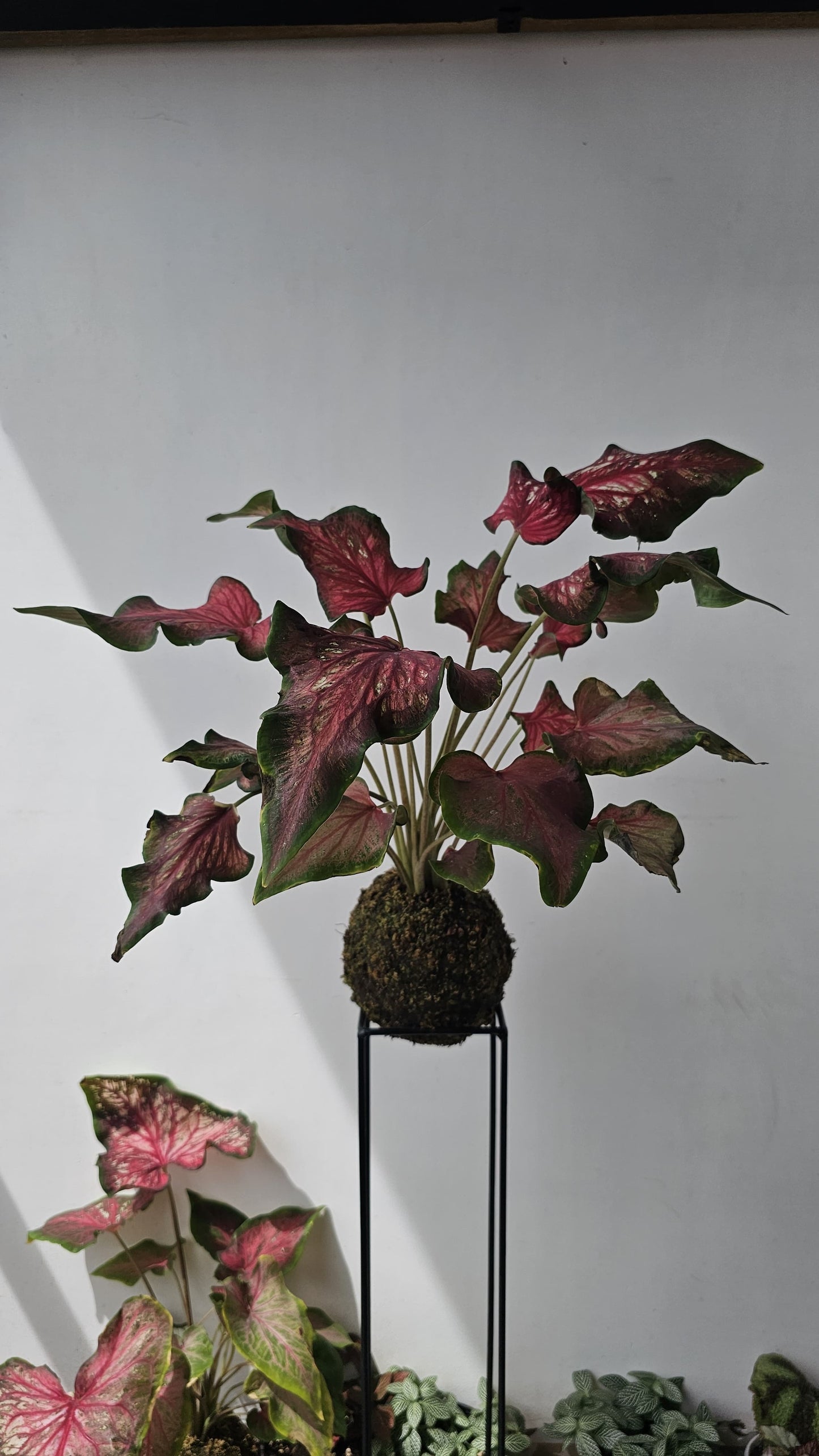 Caladium Kokedama