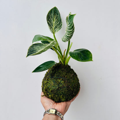 Birkin Kokedama