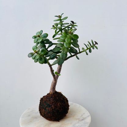 Crassula Ovata Kokedama