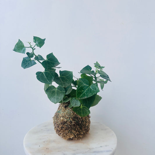 English ivy Kokedama