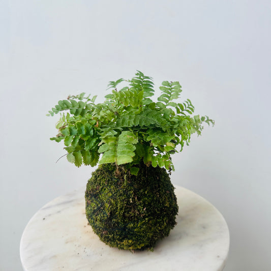 Pom Pom Fern Kokedama