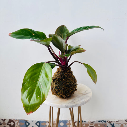 Red Congo Kokedama