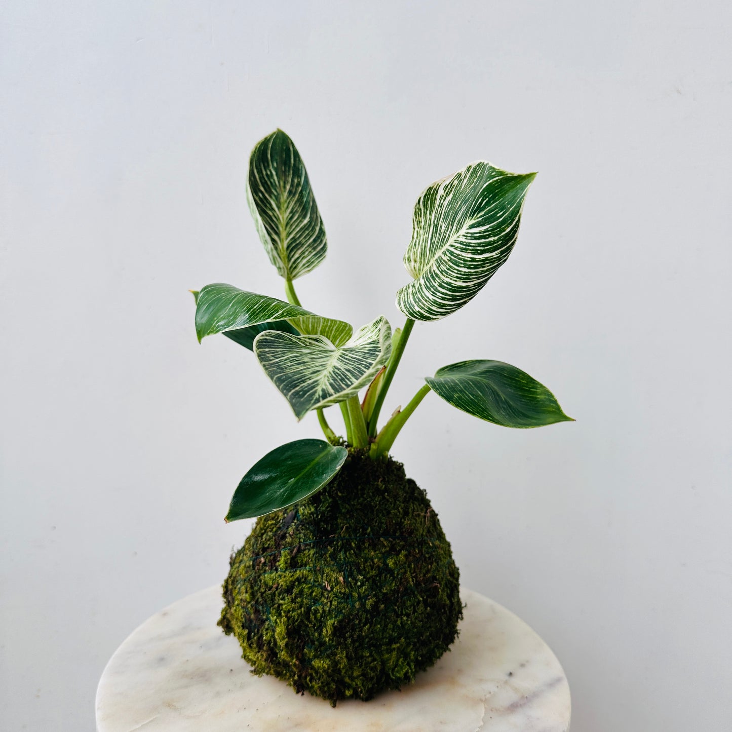 Birkin Kokedama