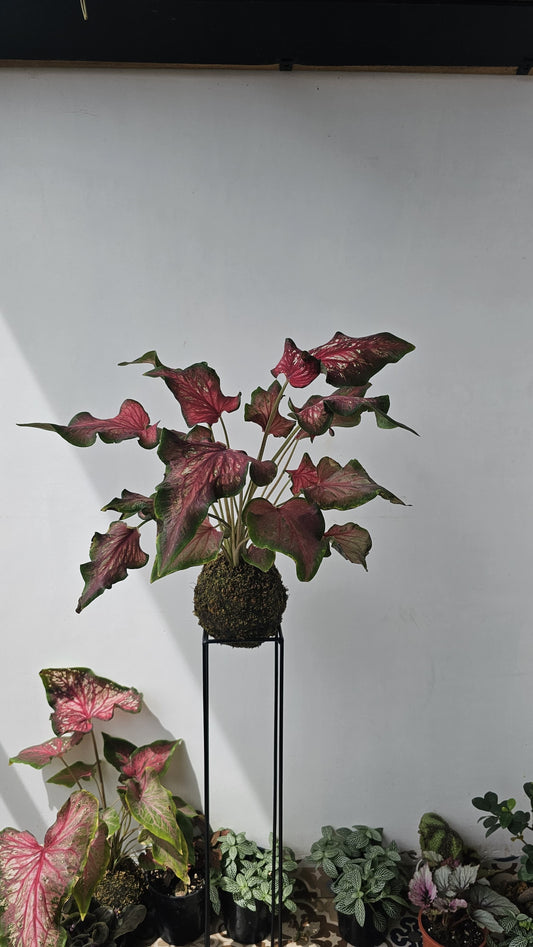 Caladium Kokedama