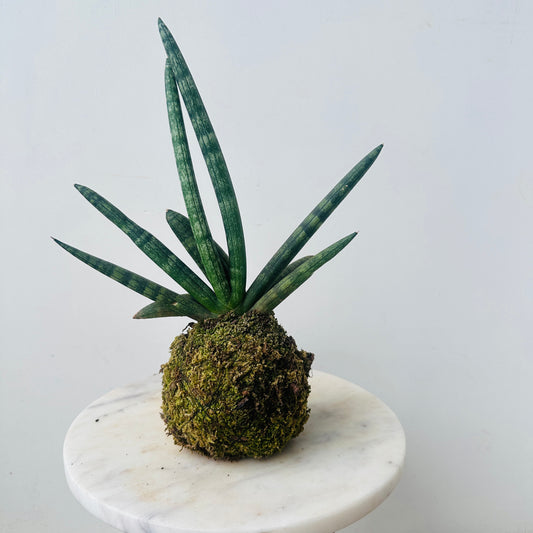 Sansevieria Kokedama