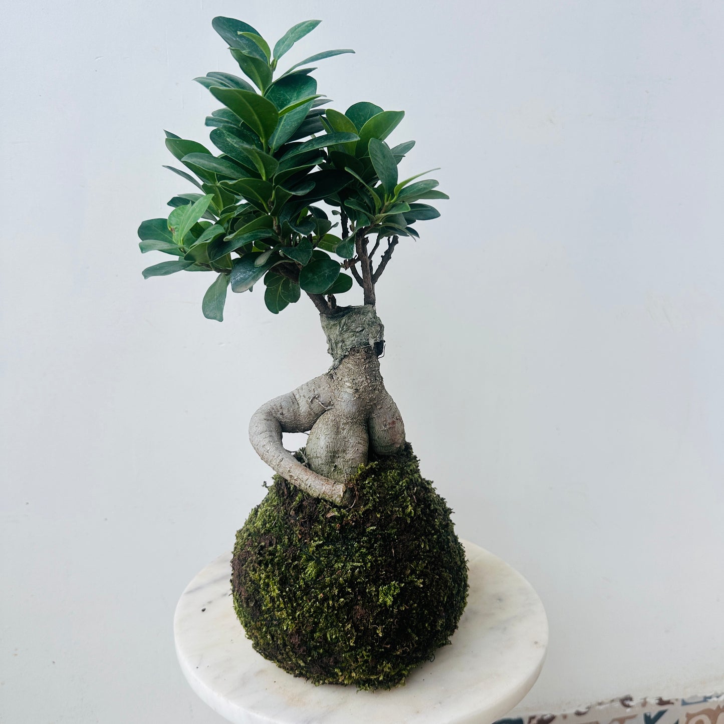 Bonsai Ficus Kokedama