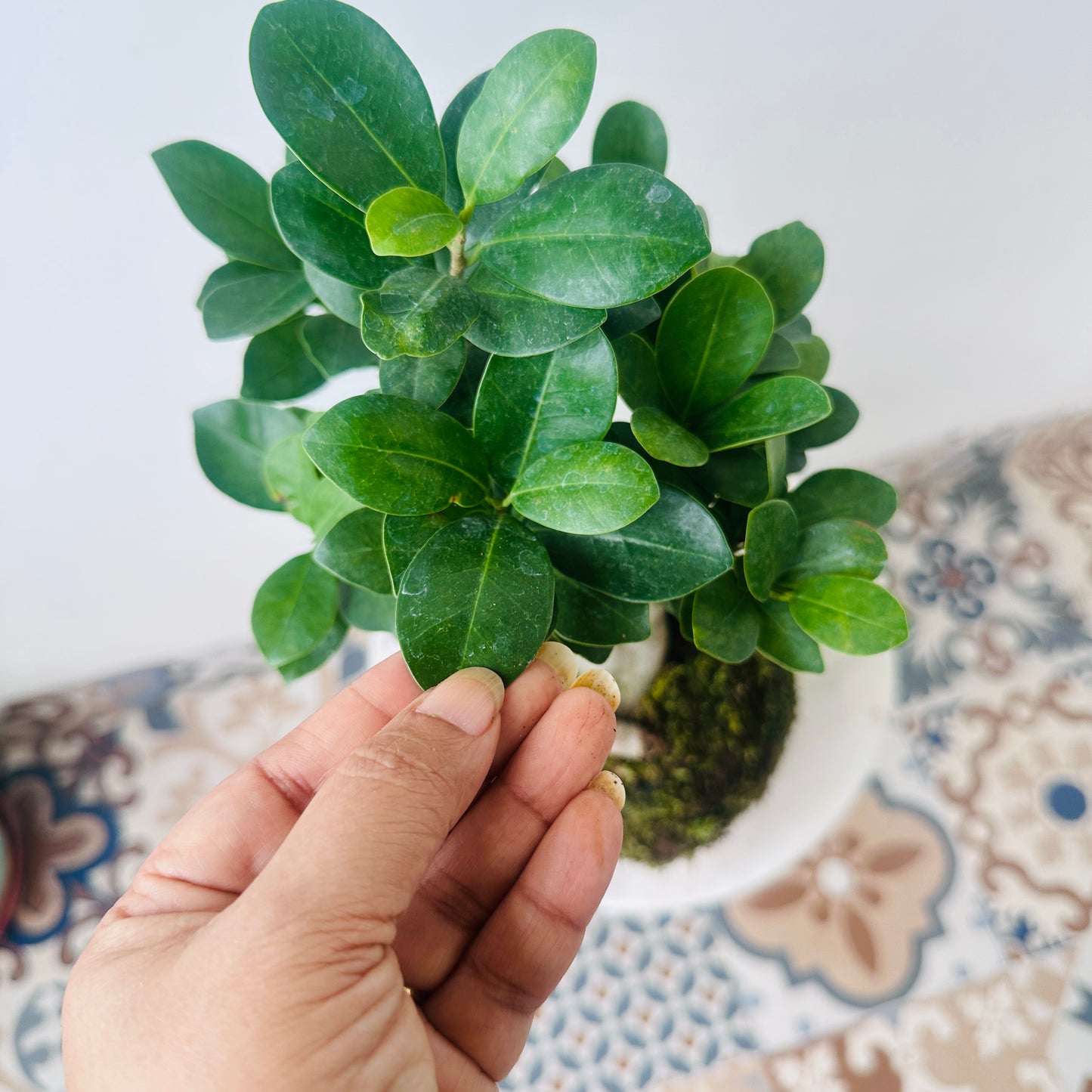 Bonsai Ficus Kokedama