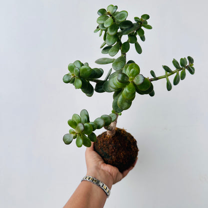 Crassula Ovata Kokedama