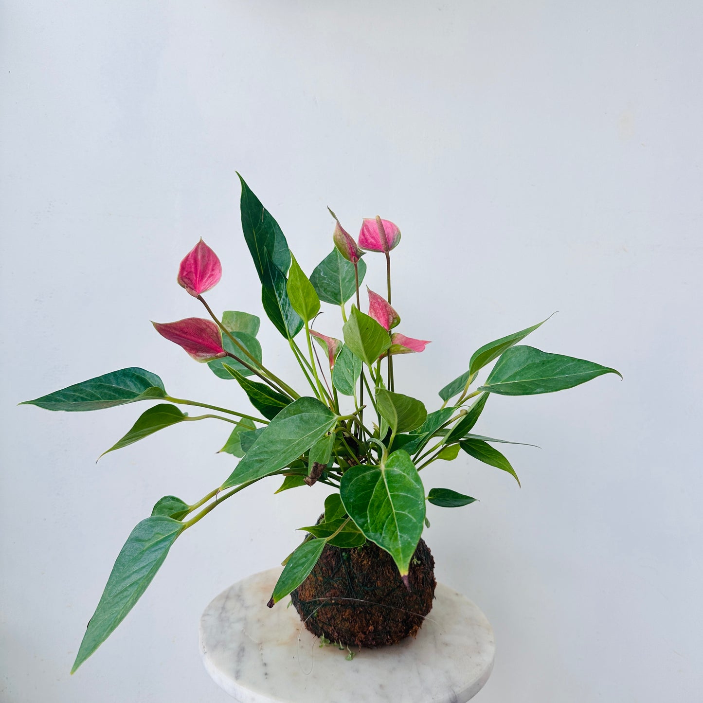 Anthurium Kokedama