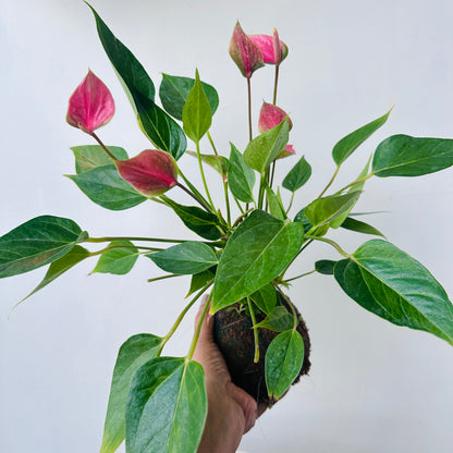 Anthurium Kokedama