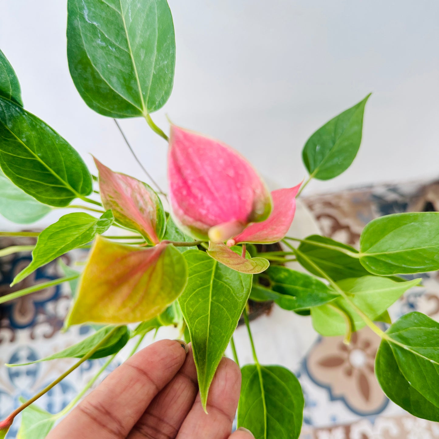 Anthurium Kokedama